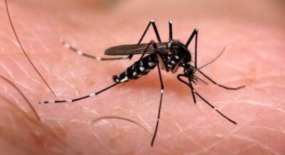 OMS alerta para risco de epidemia global de chikungunya