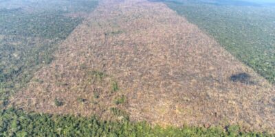 Desmatamento cai 30% no Brasil em 2024, mostra MapBiomas