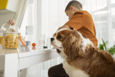Cozinha pet friendly – Veja Timon