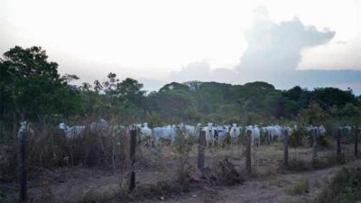 Arariboia pode ser primeira terra indígena do país a legalizar gado para subsistência