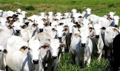 Operação combate criação ilegal de gado em terra indígena no Maranhão