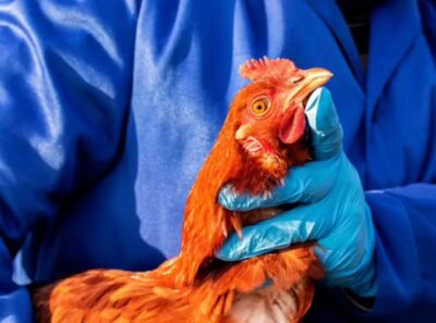 Gripe aviária: 16 países suspendem restrição à carne brasileira