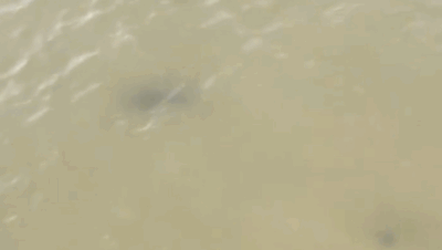 Tubarões são avistados próximos a banhistas na Praia do Calhau, em São Luís