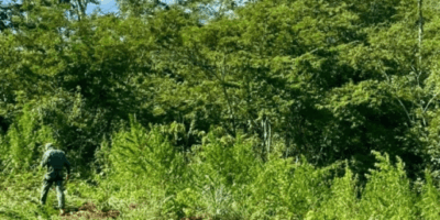 Mais de 12 mil pés de maconha são destruídos em povoados no interior do MA