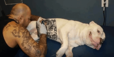 Governo sanciona lei que proíbe tatuagens e piercings em cães e gatos