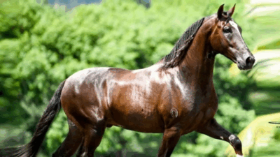 Cavalo avaliado em R$ 12 mi teria morrido após comer ração contaminada