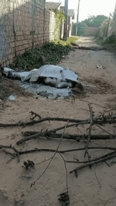 Cavalo morto continua em alameda no Bairro Canaã e odor incomoda moradores