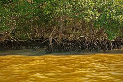 Manguezais do Maranhão abrigam 561 milhões de toneladas de carbono azul