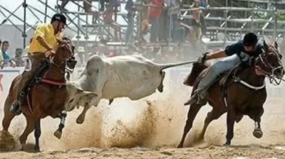 Editorial: vaquejada, por si só, já é uma violência!!!
