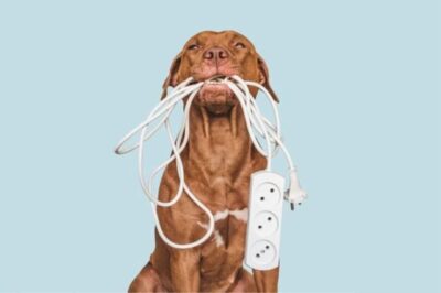 Equatorial Maranhão dá dicas essenciais para prevenir acidentes elétricos com animais de estimação