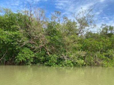 Preservar para Compensar: RPPNs ganham protagonismo na luta contra emissões de carbono e pela sustentabilidade comunitária