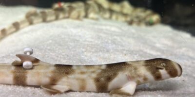 AquaRio comemora nascimento de tubarões em cativeiro