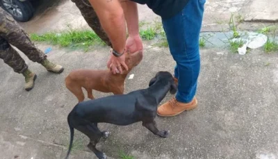Operação combate maus-tratos a animais em bairros de São Luís