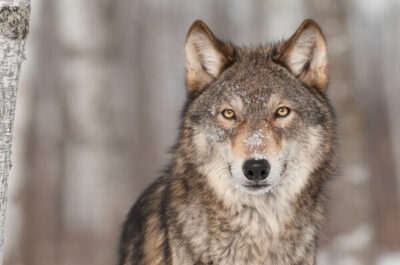 Lobos que vivem em meio radiação de Chernobyl podem ajudar ciência a descobrir cura do câncer