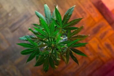 Maconha pode aumentar risco de morte por infarto e derrame, diz estudo