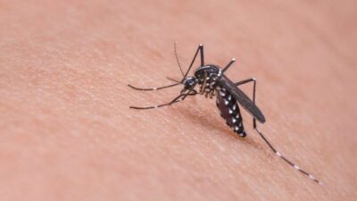 É dengue ou gripe?
