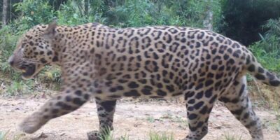 Onça-pintada e peixe-boi têm genomas mapeados em alta qualidade