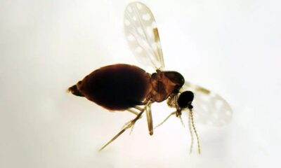 Expansão da febre oropouche no Brasil preocupa pesquisadores