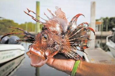 Peixe-leão é identificado em parque marinho do Maranhão e preocupa pesquisadores