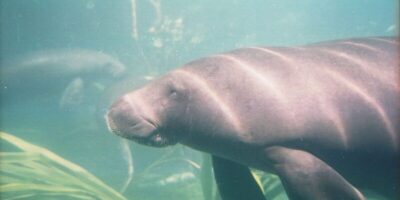Projeto no Pará busca garantir sobrevivência de peixes-boi resgatados