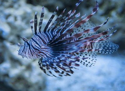 Peixe-leão é encontrado em parque marinho no Maranhão e acende alerta ambiental