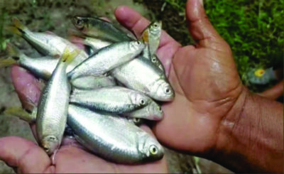 Conheça a cidade onde chove peixe