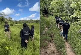 Polícia Civil destrói roça com 10 mil pés de maconha e prende três pessoas em Pedro do Rosário