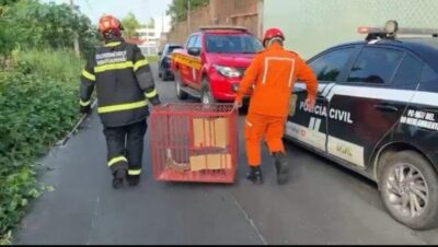 Em cárcere de piscina: operação salva cinco iguanas presas em São Luís