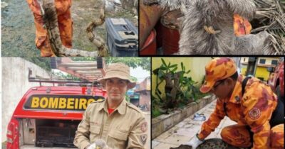 Bombeiros capturam mais de 1,3 mil animais silvestres na Grande São Luís