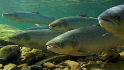 MEIO AMBIENTE! REVISTA SCIENCE: Poluição da água com ansiolítico afeta o salmão e torna peixes ‘destemidos’