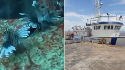 Espécie invasora e venenosa, peixe-leão é detectado em parque marinho do Maranhão