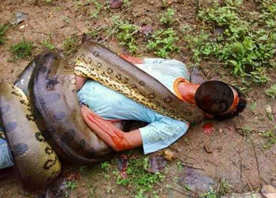 Perigo: cobra gigante é vista na região da Lagoa da Jansem em São Luís…