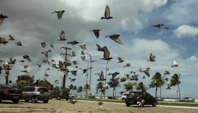 Justiça confirma condenação do Município de São Luís sobre controle de pombos