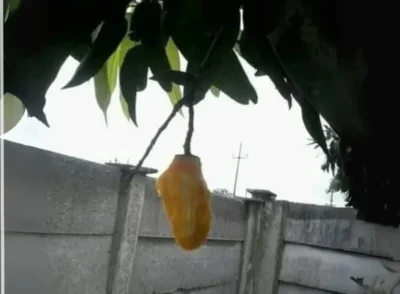 Em Barras (PI), população debate se é cr1me deixar apenas o caroço da fruta em terrenos da região