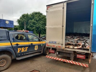 VÍDEO: PRF apreende mais de 4,7 toneladas de peixes impróprios para consumo na BR-010 em Porto Franco