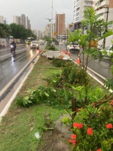 DESTRUIÇÃO DE ÁREA VERDE