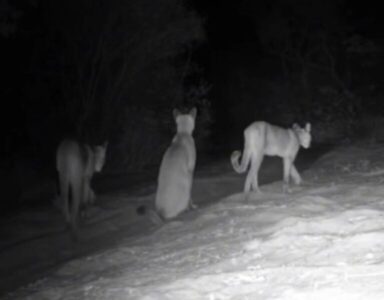 Família de onça é flagrada no Parque Nacional da Chapada das Mesas na região Sul do Maranhão