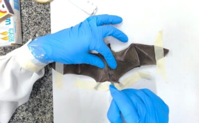 Pesquisas maranhenses em genética e saúde animal ganham prêmio internacional