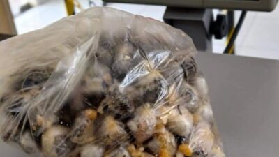 Detento retorna da ‘saidinha’ do Dia dos Pais e é flagrado com droga no estômago em Pedreiras