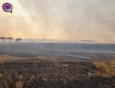Desmatamento recua no Brasil, mas Cerrado lidera perdas com mais da metade da vegetação nativa destruída