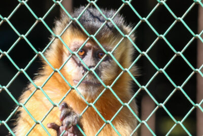 Ouvidoria Ambiental do DF registra aumento nos pedidos de manejo de animais silvestres em 2025
