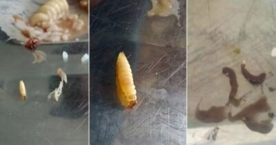 Estudantes da UFMA relatam larvas em feijoada do RU