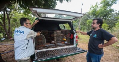 Prefeitura de Timon e IBAMA devolvem aves silvestres à natureza
