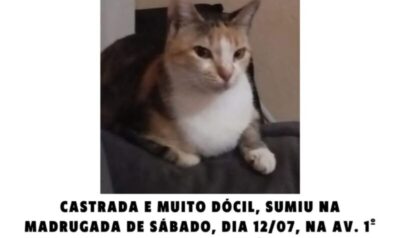 Gatinha Desaparecida em Codó! Família oferece boa recompensa!