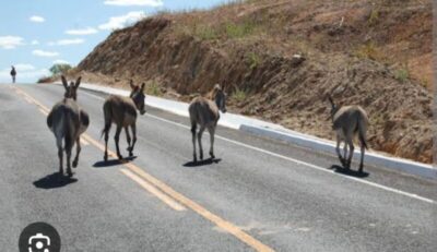 Audiência Pública discutirá circulação de animais em rodovias e vias públicas de Timon