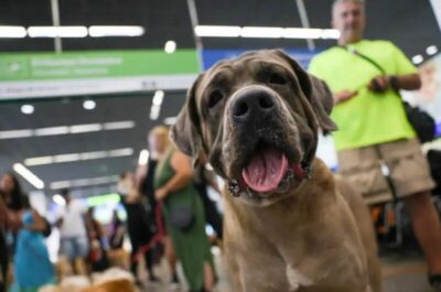 Transporte de animais: novas regras definem responsabilidades