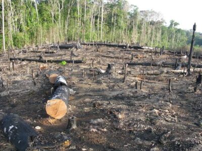 Siderúrgica é condenada por desmatamento em Terras Indígenas no interior do Maranhão