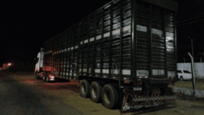 PRF prende caminhoneiro embriagado transportando carga de gado na BR-010