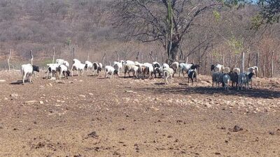 Laboratórios investigam mortes misteriosas de mais de 200 animais no Maranhão e Piauí