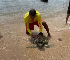 Tartaruga marinha é resgatada em praia de Barreirinhas, no MA